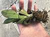 Phal with only one root left - needs saving-3ada78c2-5656-4447-bea4-13627842c315-jpg