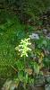 Platanthera clavellata-0728181713a-2-jpg