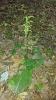 Platanthera orbiculata-0728181757-2-jpg