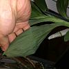 Bumps on leaves in Cyc warscewiczii a problem?-image001-jpg