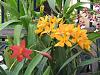 If you could only keep one orchid...which one?-otaara_hidden_gold_yellow_red_101106-jpg