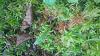 Round leafed sundew and rose pogonias-0801181346-jpg