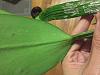 My cattleya has scales or is this newly bugs?-1be25d6a-d571-4771-a0d3-68627d367c59-jpg