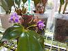 Phalaenopsis violacea var. coerulea-violacea-coerulea-1-jpg