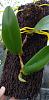 Bulbophyllum Orchid identification help needed-img_20180803_180930-01-jpg