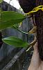 Bulbophyllum Orchid identification help needed-img_20180803_181037-02-jpg