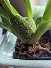 Newbie Questions - Oncidium, Dendrobium, Paphiopedilum-img_20180731_170147-jpg