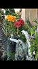 Repost: Growing Vandas Outdoors in Southern California-52f3bf83-e839-422b-bb6b-b76809705406-jpg