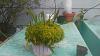 Pogonia japonica-0810181717-jpg