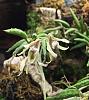 Drockrillia cucumerinum flowering-cd5366e3-6878-4363-a8e5-50a758202fdc-jpg