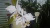 Cattleya mossiae var coerulea 'SVO' x 'Good Lip'-0803181921-2-jpg