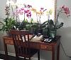 New table already covered in orchids (not quite)-e703435e-5783-4539-bd5f-afaa5bbab1d5-jpg