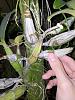Why my orchid leaves are yellowing?-jpg