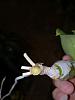 Why my orchid leaves are yellowing?-bulb-1-jpg