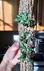Drockrillia cucumerinum flowering-d905d64a-970a-47e7-9632-d0d62d458c2b-jpg
