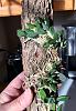 Drockrillia cucumerinum flowering-a5a91173-baeb-4fa5-9417-8a219c891b7b-jpg
