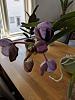 Vanda Robert's Delight IN BUD!!!-img_20180814_172401-jpg