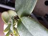 Cattleya jungle beau in very tight sphagnum moss-20180815_112553-jpg