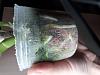 Cattleya jungle beau in very tight sphagnum moss-20180815_112622-jpg