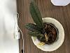 New growth on orchid is yellowing.-d95accf8-74c1-423c-afdf-f1baa750440f-jpg