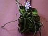 Phalaenopsis honghenensis-phalaenopsis-honghenensis-06-jpg
