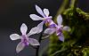 Phalaenopsis honghenensis-phalaenopsis-honghenensis-07-jpg