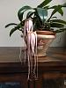 Bulbophyllum longissium-9421bd4b-2b32-453b-8e11-e68e342944cd-jpg