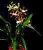 Miltonia candida x binotii-orchids-miltonia-candida-binotti-jpg