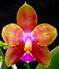 Phalaenopsis Joshua Irwin Ginsberg-orchids-phalaenopsis-joshua-irwin-ginsberg-001-jpg