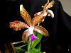 Cattleya bicolor-catbi08184-jpg