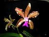 Cattleya bicolor-catbi08185-jpg