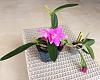 Cattleya arrived with chopped off, pitted leaves... what would you do?-c8611161-fc6c-4b72-a497-1af39b068b4b-jpg
