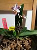 Phalaenopsis Equestris (Peloric)-img_20180905_194947-resized-jpg