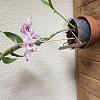 Does anyone know how to pot a previously mounted dendrobium?-img_1514-jpg