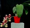 Catasetum pileatum 'Pierre Couret' x Red Pena-orchids-catasetum-pileatum-pierre-couret-red-pena-005-jpg