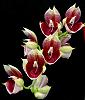Catasetum pileatum 'Pierre Couret' x Red Pena-orchids-catasetum-pileatum-pierre-couret-red-pena-007-jpg
