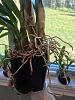 How to Repot a Epi/Enc with Crazy Overgrown Roots?-enc-epi-3-1-jpg