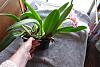 How deep to pot cattleya in S/H so new root growths doesn't become desiccated?-dsc00866-jpg