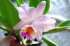 How deep to pot cattleya in S/H so new root growths doesn't become desiccated?-dsc00869-jpg