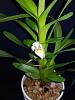Maxillaria camaridii-camaridii2-jpg