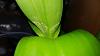Is this Pests or Edema on new leaves?-den-phal-damaged-leaves3-jpg