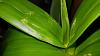 Is this Pests or Edema on new leaves?-den-phal-damaged-leaves4-jpg