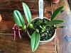 Bulbophyllum Hans' Delight ....where to purchase-bulbophyllum-hans-delight_bdad4e-jpg