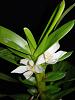 Maxillaria camaridii-camaridii1-jpg