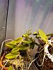 Cattleya walkeriana coerulea-20181024_161951-jpg