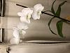 Dendrobium welting and yellowing-a8ee23e6-3b7a-483a-be02-d98af4943119-jpg