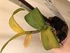Dendrobium welting and yellowing-358b247c-4fef-4c66-a7e1-d1b00d0afb0c-jpg