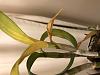 Dendrobium welting and yellowing-2cf3de20-84d8-4a2c-a33f-f75d11372781-jpg