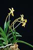 Neofinetia Kibana-img_orchids-2018-10-30-018-jpg