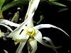 Dendrobium amboinense-denambo11182-jpg